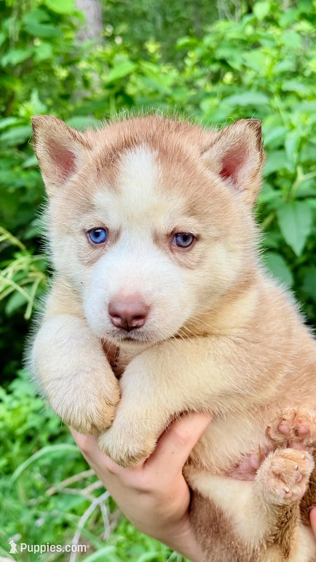 Bolt, a male Siberian Husky for sale in Liberty, MS – 7 of 8