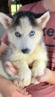 Balto , a male Siberian Husky for sale in Liberty, MS – 3 of 4