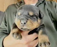 processed/625c1d83-5317-4ccb-af7e-c6ed8a03f17c/listing/5c300223-0762-4d3e-8fff-d734114ed8fd/cf6525f3-c918-4cfa-abe3-07d390d162aa