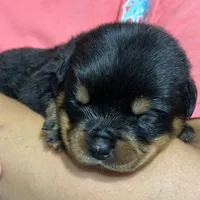 Ruby, a female Rottweiler for sale in Liberty, MS – Photo 4 of 8