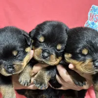 Ruby, a female Rottweiler for sale in Liberty, MS – Photo 3 of 8