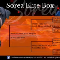 Ruby, a female Rottweiler for sale in Liberty, MS – Photo 8 of 8