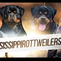 Ruby, a female Rottweiler for sale in Liberty, MS – Photo 6 of 8