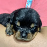 Ruby, a female Rottweiler for sale in Liberty, MS – Photo 2 of 8