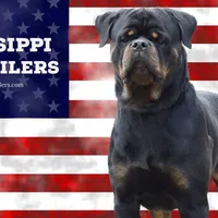 Ruby, a female Rottweiler for sale in Liberty, MS – Photo 1 of 8