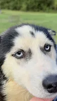 Lilly, a female Siberian Husky for sale in Liberty, MS – 7 of 9