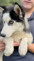Lacy, a female Siberian Husky for sale in Liberty, MS – 2 of 7