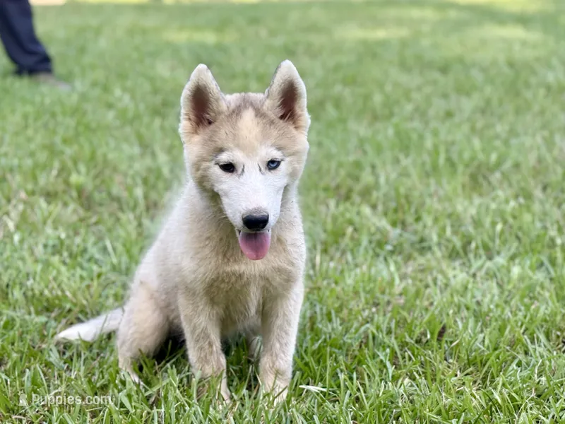 Phantom – Siberian Husky puppy for sale in Liberty, MS
