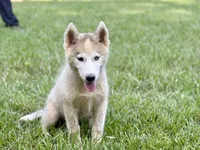 Phantom, a male Siberian Husky for sale in Liberty, MS – 1 of 6