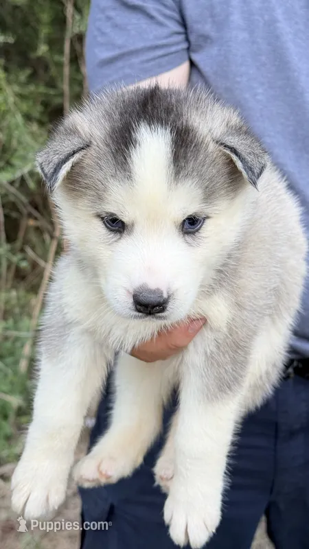 Blue – Siberian Husky puppy for sale in Liberty, MS