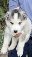 Blue, a female Siberian Husky for sale in Liberty, MS – 1 of 4