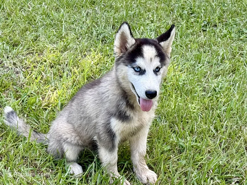 Lana – Siberian Husky puppy for sale in Liberty, MS