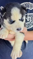 Lilly, a male Siberian Husky for sale in Liberty, MS – 4 of 6