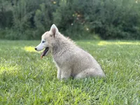 Lasso , a male Siberian Husky for sale in Liberty, MS – 5 of 6