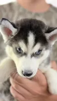 Topaz , a male Siberian Husky for sale in Liberty, MS – 7 of 9