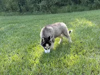 Lane, a male Siberian Husky for sale in Liberty, MS – 3 of 9