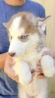 Coco, a female Siberian Husky for sale in Liberty, MS – 8 of 8