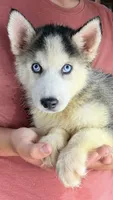 Balto , a male Siberian Husky for sale in Liberty, MS – 1 of 4