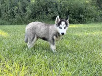Lane, a male Siberian Husky for sale in Liberty, MS – 6 of 9