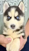 Liberty, a male Siberian Husky for sale in Liberty, MS – 4 of 6