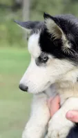 Lacy, a female Siberian Husky for sale in Liberty, MS – 3 of 7