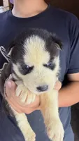 Liberty, a male Siberian Husky for sale in Liberty, MS – 2 of 4