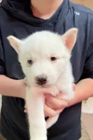 processed/625c1d83-5317-4ccb-af7e-c6ed8a03f17c/listing/6961bb26-1ff4-4679-be19-8d27e0702207/6bff067c-588b-4ad9-bc6b-6c472b773b7e