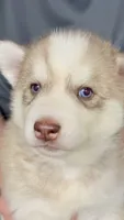 Foxy, a female Siberian Husky for sale in Liberty, MS – 7 of 7