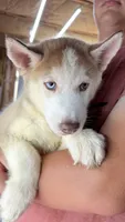 Bolt, a male Siberian Husky for sale in Liberty, MS – 5 of 6