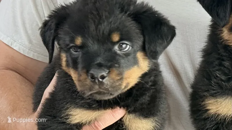 Butch – Rottweiler puppy for sale in Liberty, MS