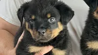 Butch, a male Rottweiler for sale in Liberty, MS – 1 of 2