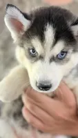 Topaz , a male Siberian Husky for sale in Liberty, MS – 5 of 9