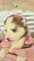 Coco, a female Siberian Husky for sale in Liberty, MS – 3 of 6