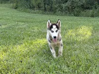 Lane, a male Siberian Husky for sale in Liberty, MS – 7 of 9