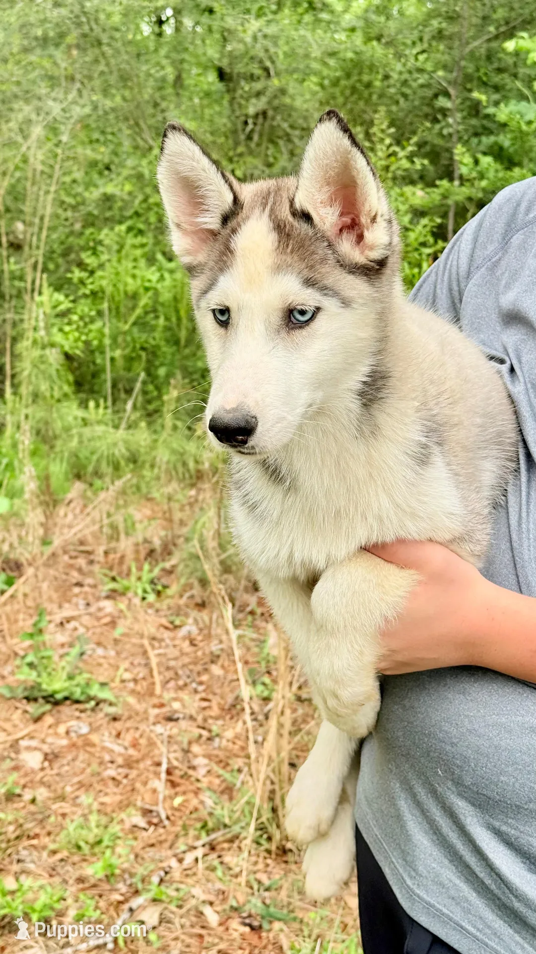 Koda – Siberian Husky puppy for sale in Liberty, MS