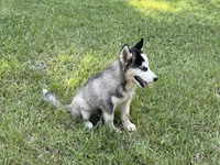 Lane, a male Siberian Husky for sale in Liberty, MS – 4 of 9