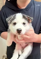 processed/625c1d83-5317-4ccb-af7e-c6ed8a03f17c/listing/701e5144-d0f8-4da5-9f44-9321c5b5bb89/433ed887-f7c9-47ea-8116-f0b068dde59c