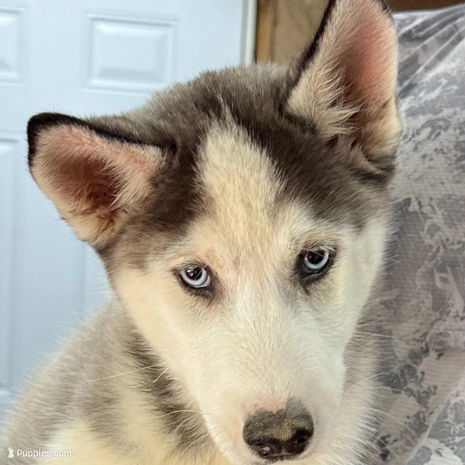 Koda, a male Siberian Husky for sale in Liberty, MS – Photo 2 of 7