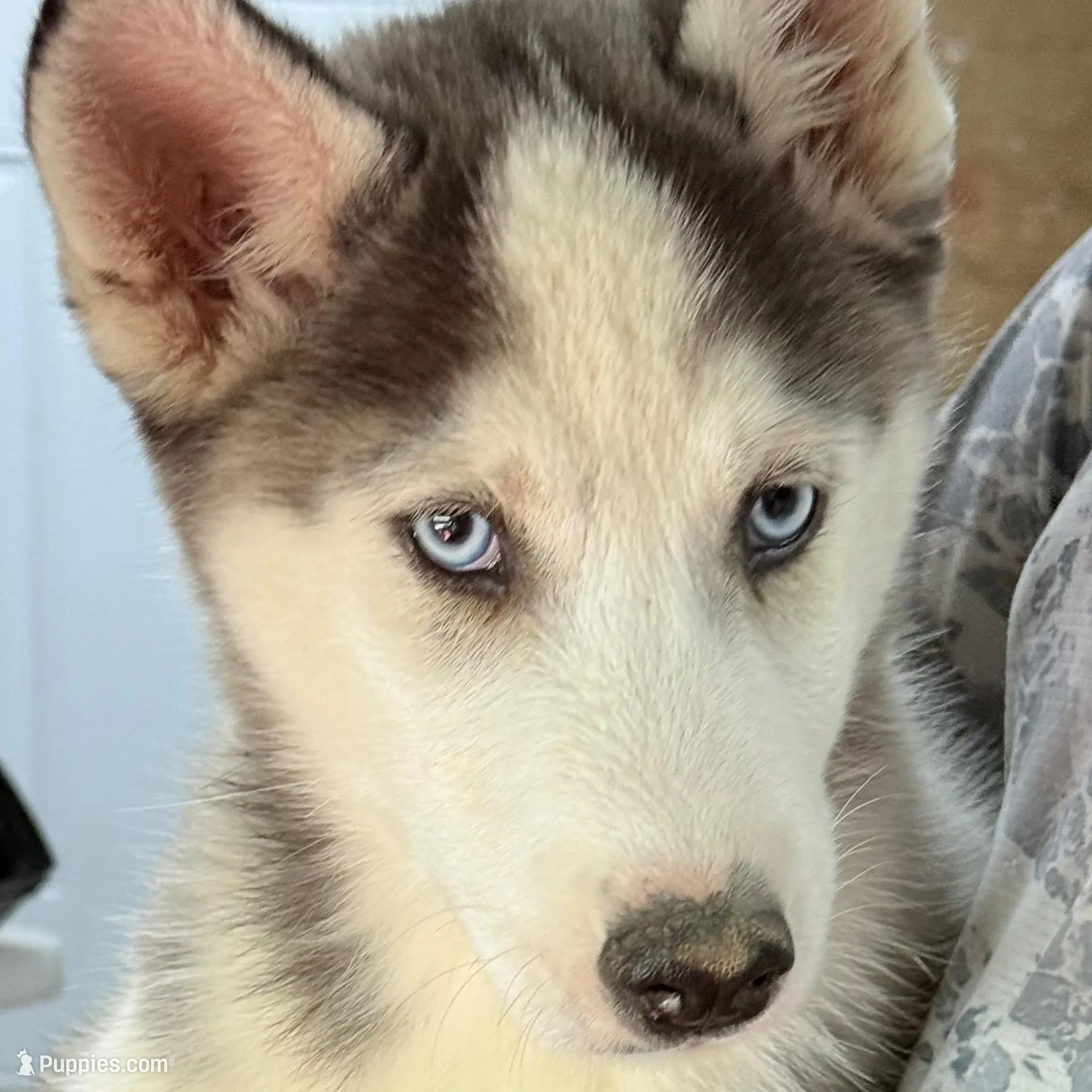 Koda – Siberian Husky puppy for sale in Liberty, MS