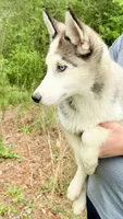 Koda, a male Siberian Husky for sale in Liberty, MS – Photo 2 of 5
