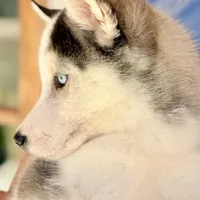 Koda, a male Siberian Husky for sale in Liberty, MS – Photo 3 of 7