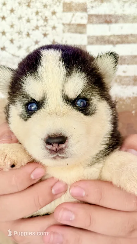 Cookie – Siberian Husky puppy for sale in Liberty, MS