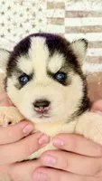 Cookie, a female Siberian Husky for sale in Liberty, MS – 1 of 6