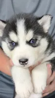 Fern, a female Siberian Husky for sale in Liberty, MS – 2 of 5