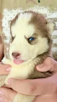 Coco, a female Siberian Husky for sale in Liberty, MS – 2 of 6