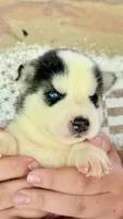 Chief, a male Siberian Husky for sale in Liberty, MS – 3 of 4