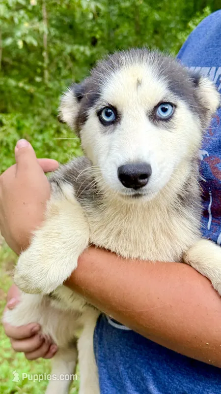 Lilly – Siberian Husky puppy for sale in Liberty, MS