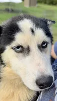 Lilly, a female Siberian Husky for sale in Liberty, MS – 3 of 9