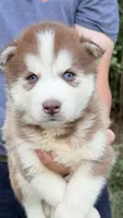 Bonnie, a female Siberian Husky for sale in Liberty, MS – 5 of 5