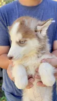 Coco, a female Siberian Husky for sale in Liberty, MS – 2 of 8